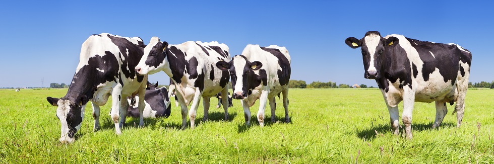 Cow manure alternative fuel